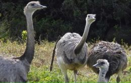 Los choiques son aves no voladoras que desempeñan un papel clave en la distribución de semillas en sus desplazamientos de larga distancia