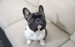 Cuando cuidamos adecuadamente a la población canina y felina, evitamos las zoonosis, señaló la ministra Silva