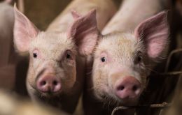 Paraná es el tercer Estado exportador de carne de cerdo de Brasil