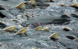 El éxito pero también los problemas con el medio ambiente de la próspera industria de salmones en Chile